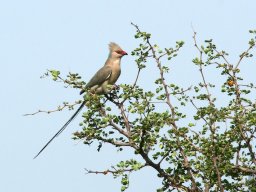 Western_Corridor2009-8